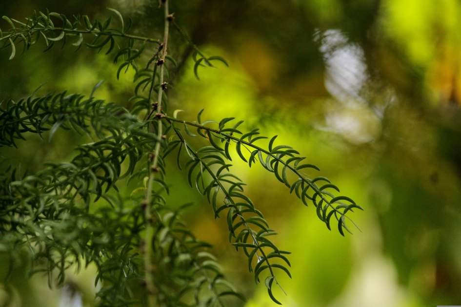 Shatavari, el suplemento para la menopausia