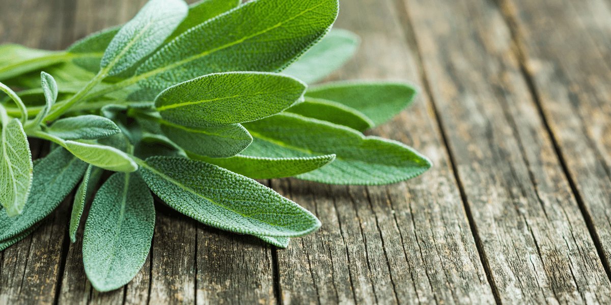 La salvia: eficaz contra las molestias de la menopausia